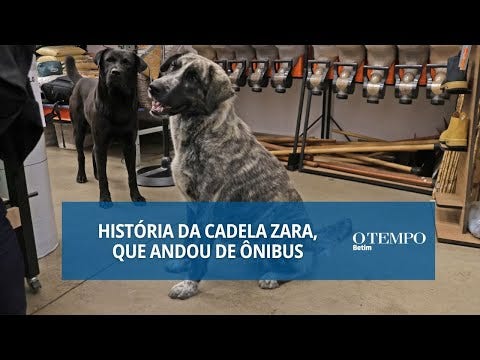 Animal passou a integrar a rotina de uma loja de ração que cuida de cães abandonados e promove adoção