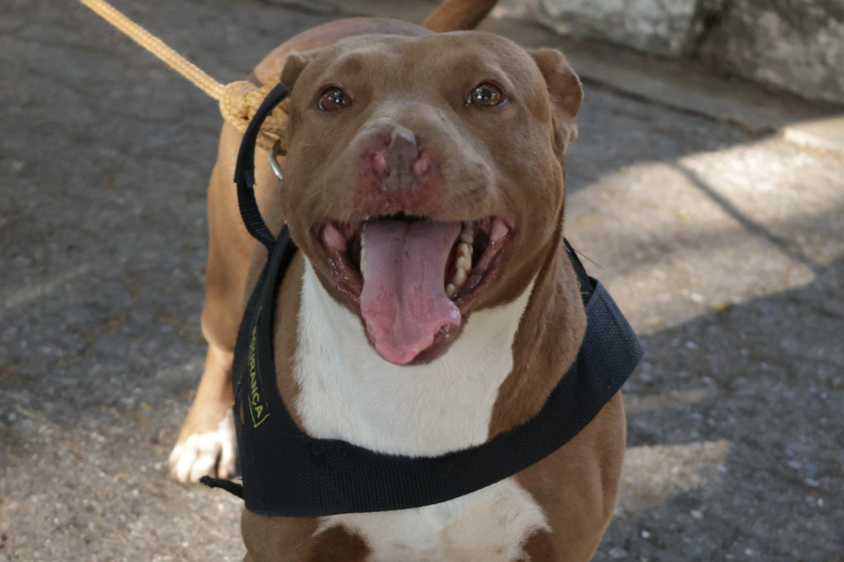 A Sepa reforça que os pit bulls disponíveis são dóceis e estão prontos para adoção