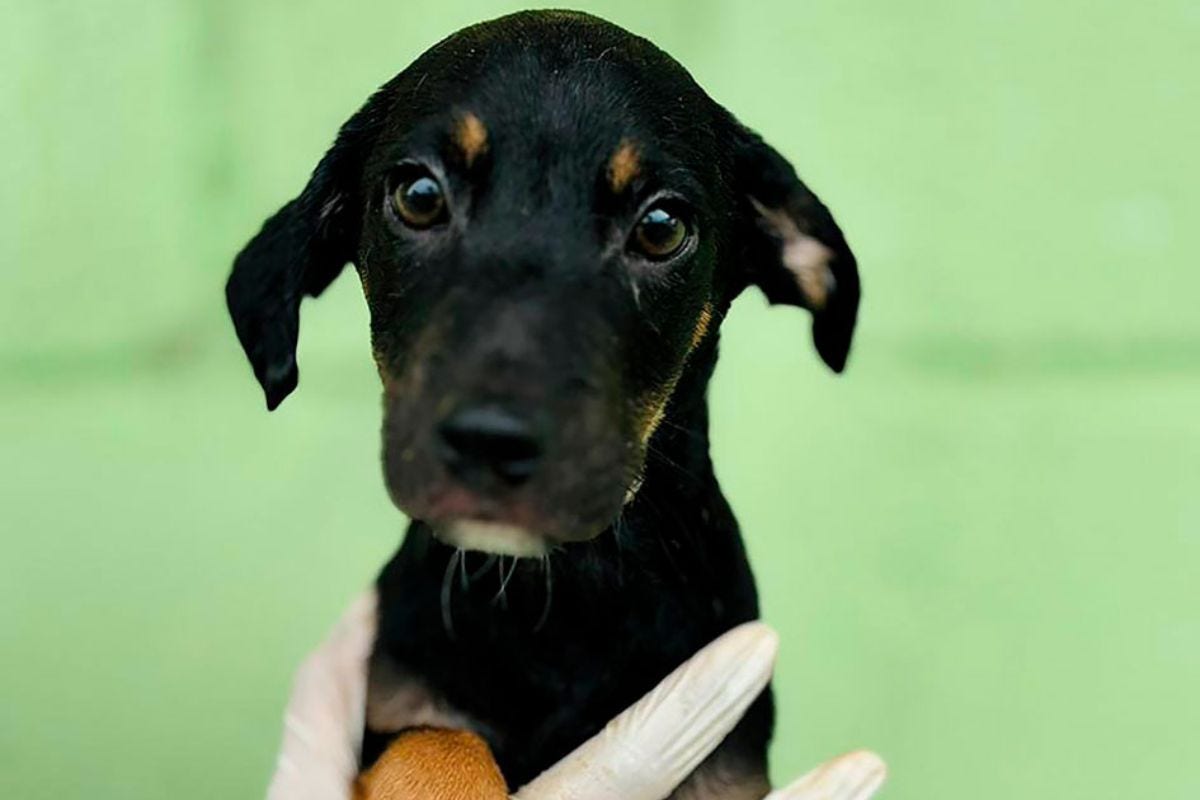 Os animais adultos já estão castrados, enquanto os filhotes terão a castração garantida pela Sepa 