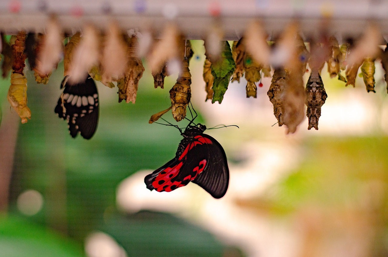 Sofrerá uma metamorfose como nunca aconteceu anteriormente, e, da crisálida bonita que se arrasta hoje no tronco da árvore, deverá se levantar uma borboleta