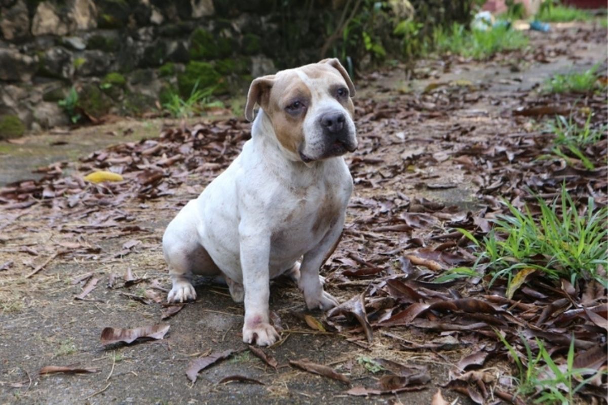 Ação na Sepa terá 15 animais disponíveis para adoção