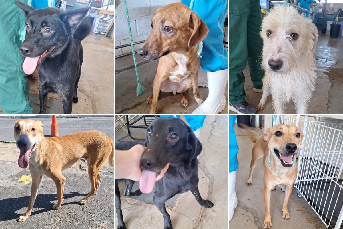Animais estão vermifugados, vacinados e microchipados